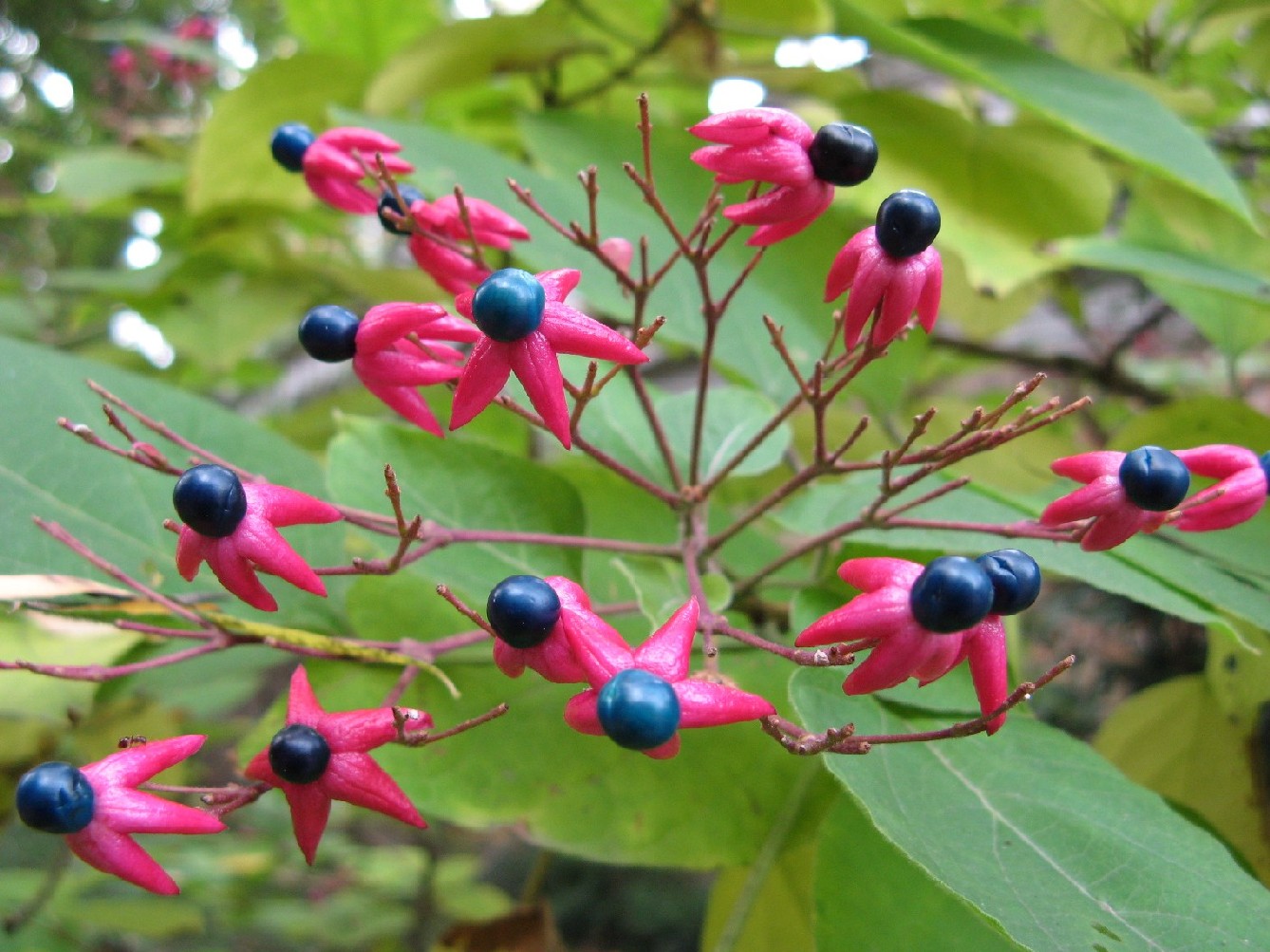 Clerodendrum trichotomum / Clorodendro (pianta coltivata)